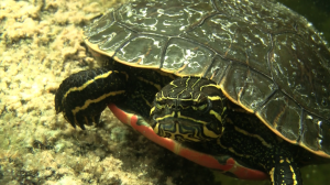 Turtlestare